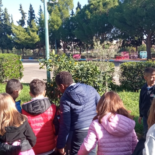 Foto 5 - Festa dell'Albero a Vittoria, la cooperativa Beautiful Days dona due mandarini cinesi alle scuole