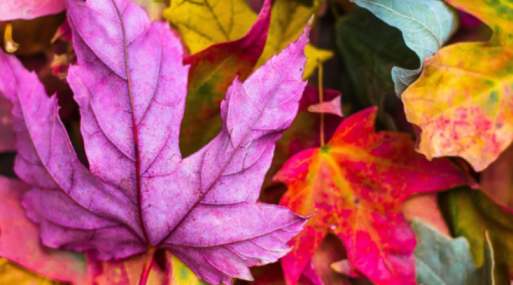 Arriva l’autunno: 5 consigli per viverlo al meglio