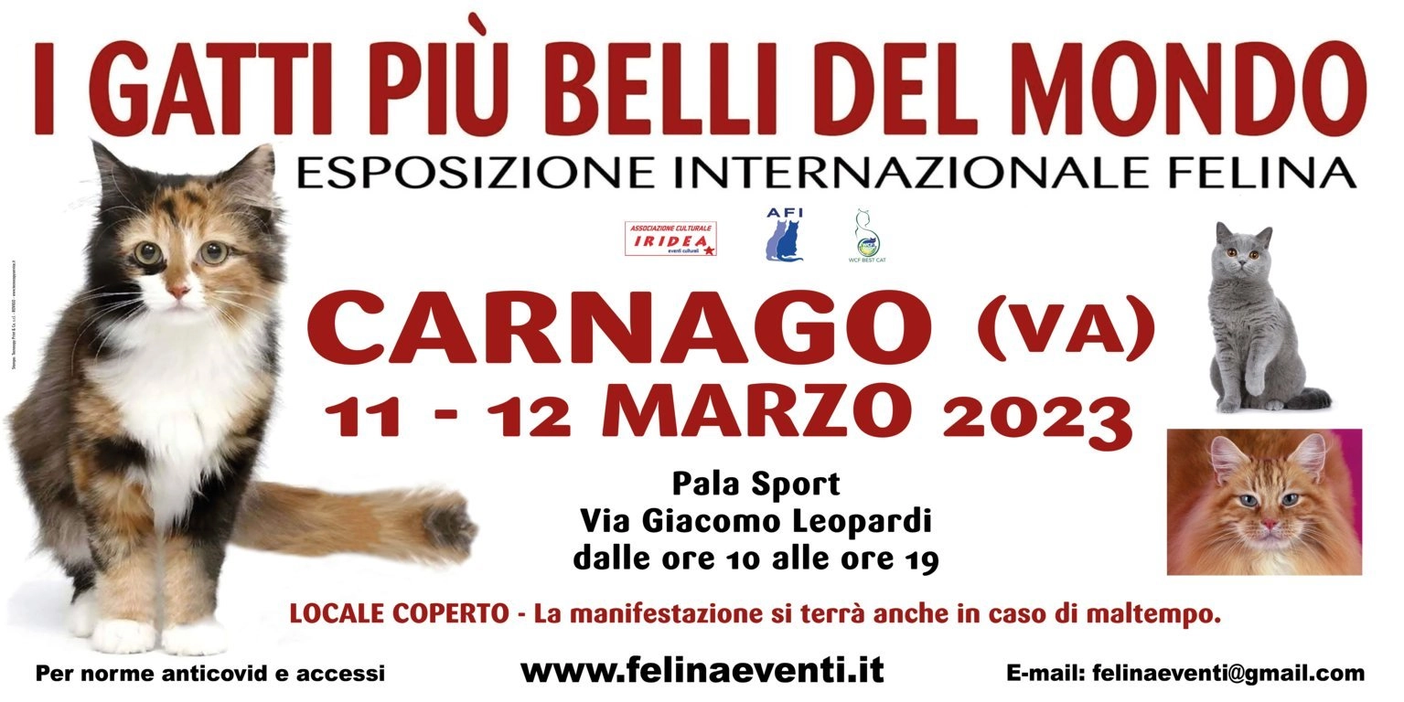 Foto 2 - I GATTI PIU' BELLI DEL MONDO - Esposizione internazionale felina - CARNAGO (Varese)