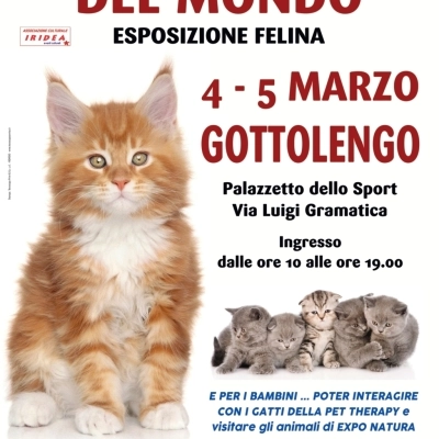 I GATTI PIU' BELLI DEL MONDO - Esposizione felina edizione speciale - GOTTOLENGO (BS)
