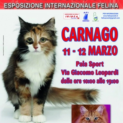 I GATTI PIU' BELLI DEL MONDO - Esposizione internazionale felina - CARNAGO (Varese)