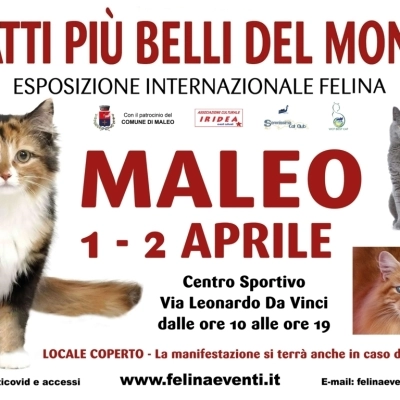 I GATTI PIU' BELLI DEL MONDO - Esposizione internazionale felina - MALEO (Lodi)