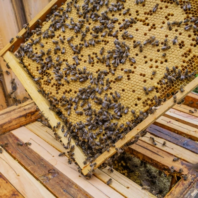 Dal mondo delle api riceviamo e volentieri diffondiamo: Il nostro vademecum per proteggere …tutti noi