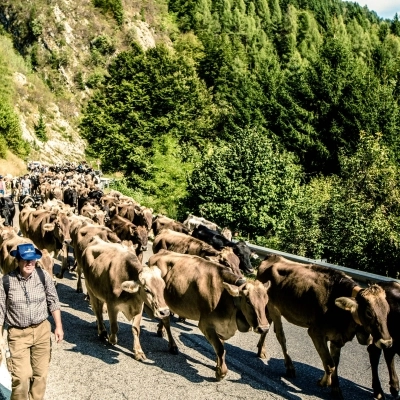 Transumanza: a Bressanvido (VI) una festa corale per l’arrivo di 600 bovini dall’alta montagna