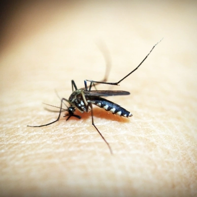 Zanzare e rischio di diffusione della Dengue