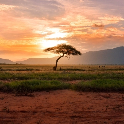 Esplorando il Kenya: Safari e Mare - Un Viaggio da Sogno