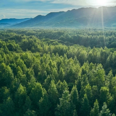 Giornata Internazionale delle Foreste, a livello globale scoppia l'allarme deforestazione: ogni minuto abbattuti circa 2400 alberi
