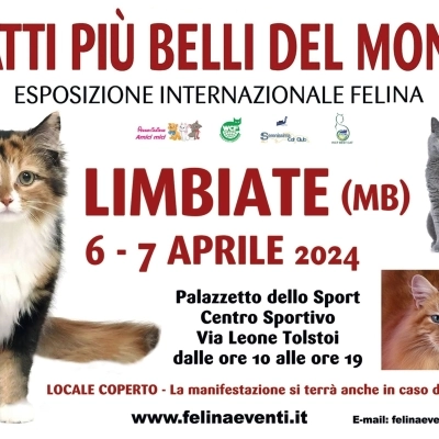 I GATTI PIU' BELLI DEL MONDO - Esposizione internazionale felina - LIMBIATE (Monza Brianza)