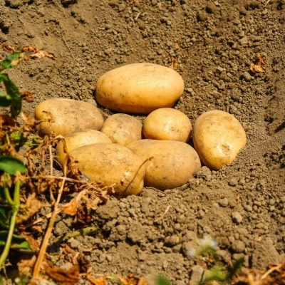 Potatoes Forever: i consigli dell’esperto per un raccolto perfetto