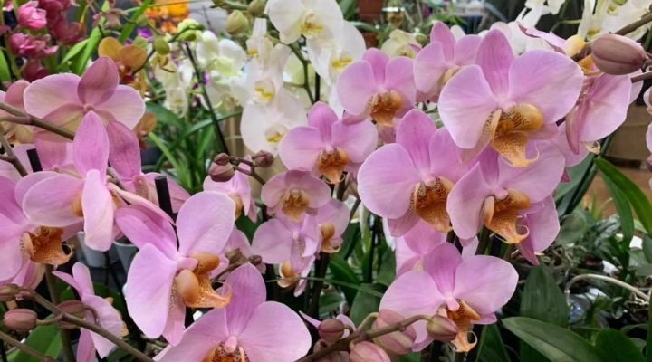ORCHIDAY 