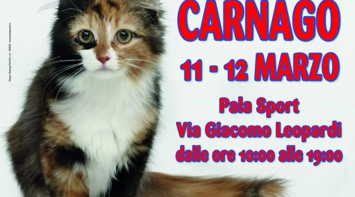I GATTI PIU' BELLI DEL MONDO - Esposizione internazionale felina - CARNAGO (Varese)