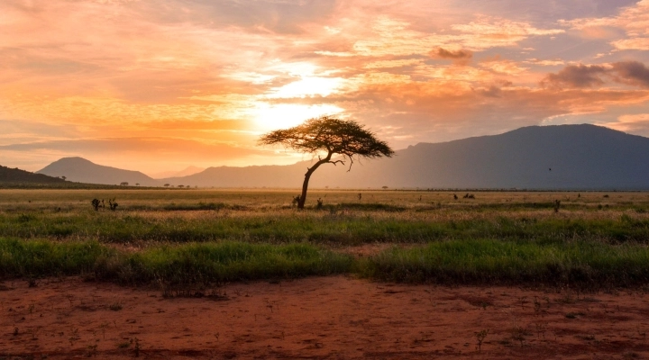 Esplorando il Kenya: Safari e Mare - Un Viaggio da Sogno