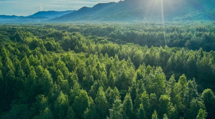 Giornata Internazionale delle Foreste, a livello globale scoppia l'allarme deforestazione: ogni minuto abbattuti circa 2400 alberi